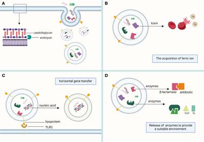 An update on our understanding of Gram-positive bacterial membrane vesicles: discovery, functions, and applications